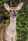 White-tailed Deer-6